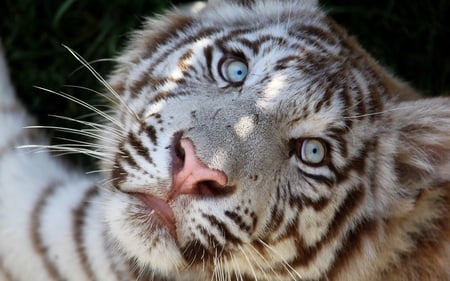 So many things in one look - white, beautiful, majestic, cats, tiger, animals