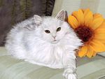 Cat with sunflower