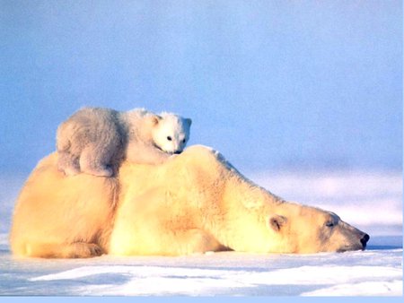 Sweet bed - bear, mom, polar, snow, baby, family