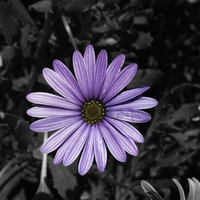Purple Passion