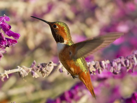 Humming Bird - beautiful, bird, picture, humming