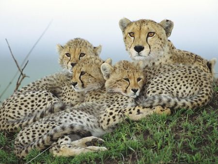 Cheetah Family - speed, fast, spotted, feline, africa, spots, cubs, cat