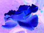 Blue Rose