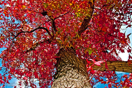 Blue through red - sky, blue, red, leaves, tree