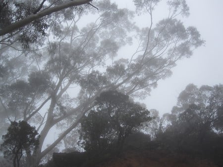 Hazed Beauty - branches, sky, trees, grey, haze