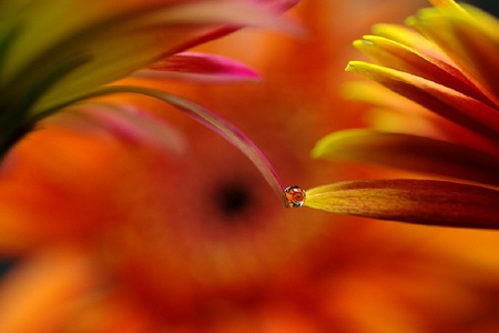 The Touch - orange, water, drop, flower