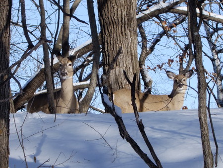 My Mother and Me - winter, deer, snow, whitetail, iowa