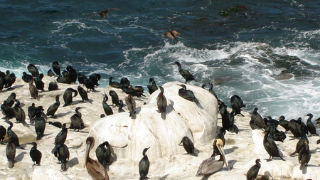 Birds - rock, bait, food, birds