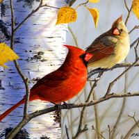 Birch tree Cardinals