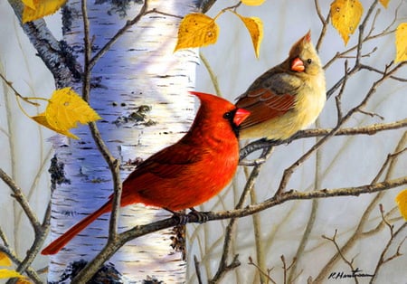 Birch tree Cardinals - cardinals, birch tree, yellow, autumn, red, pair