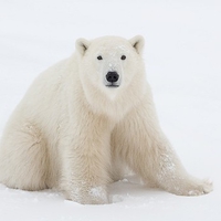 Polar bear portrait