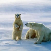 Polar bear Churchill Canada