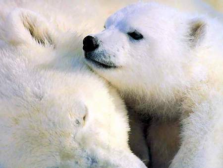 White bear baby - bear, artic, winter, polar, urso, wildlife