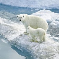 Polar bears