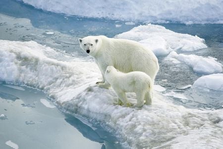 Polar bears - bear, mom, artic, winter, polar, urso, family, wildlife