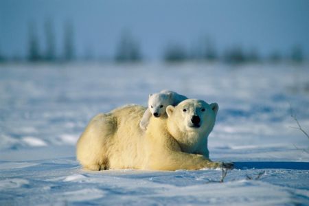 My favorite pond - bear, mom, artic, polar, wildlife, swim