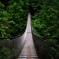 DEEP FOREST BRIDGE