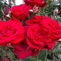 Red Roses