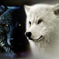 BLACK AND WHITE WOLVES