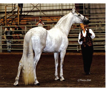 Silver Mist - spanish, grey, horses, andalusian