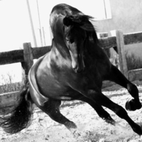 Black&White Andalusian Stallion