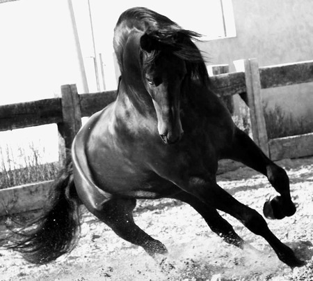 Black&White Andalusian Stallion - horses, andalusian, black and white, spanish