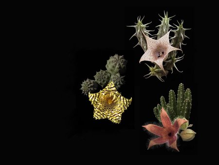 Stapelia Trio - succulent, stapeliad, asclepiad, stapelia, stem, carrion flower, huernia