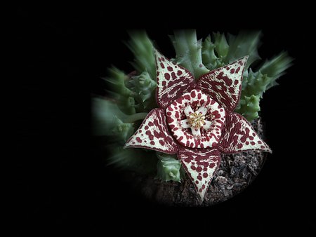 Stapelia pulchellus