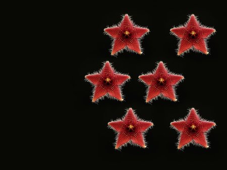 Six Stapelia Stars - stapeliad, succulent, stapelia, stem, asclepiad, carrion flower