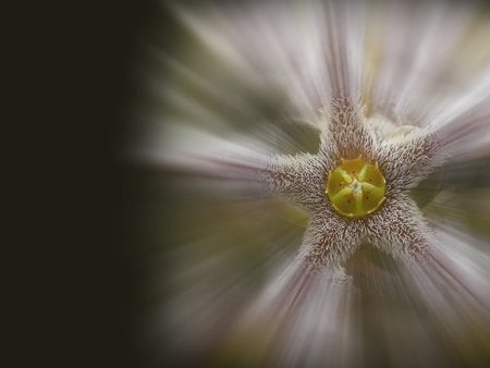 Supernova Stapelia  - stapeliad, succulent, stapelia, stem, asclepiad, carrion flower