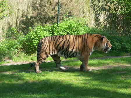 Tiger - liutas, large cats, bengal, tiger, bengal tiger, tigre