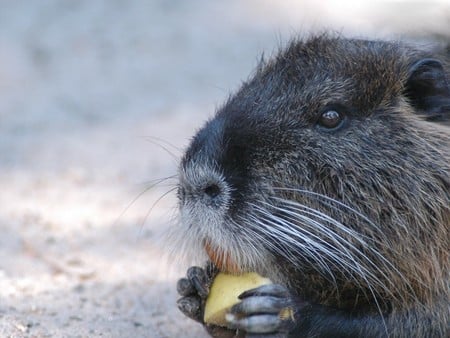 Swamp beaver