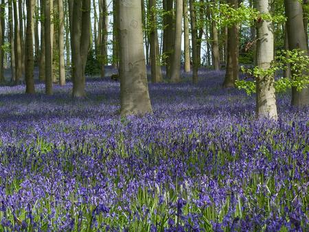 Bluebell Carpet - flower, bluebell, forest, nature