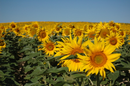 Girasoli - sunflowers, sun flowers, sunflower, sun flower