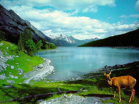 nature - sky, lake, mountains, animals, doe