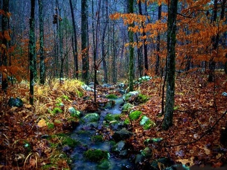 forest - nature, forests, trees, water, color