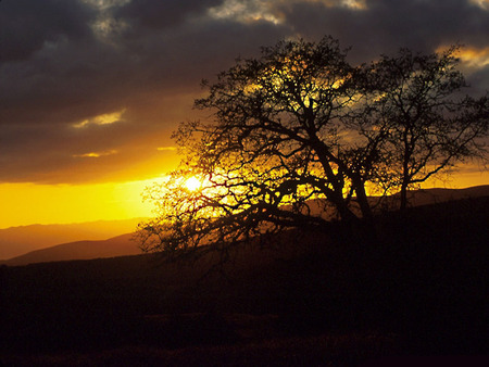 sunset - sunsets, sky, trees, nature