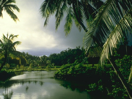 lake - nature, lake, trees, palms, green