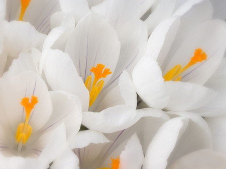 white flower - flowers, white, nature