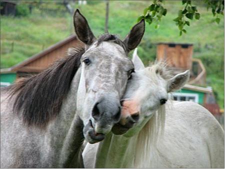 horses - horses, animals