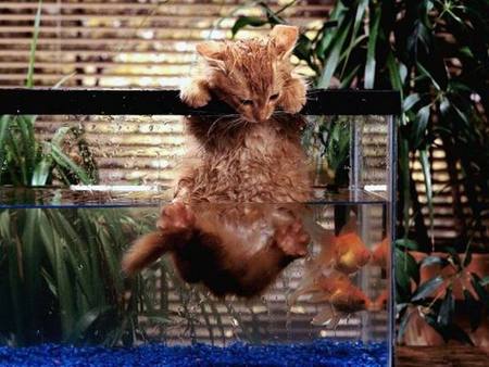 cat and aquarium - funny, aquarium, fish, cat, animals