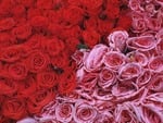 red and pink roses