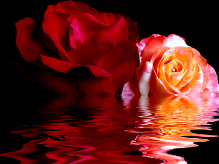 Roses - nature, roses, red, water, flowers, color