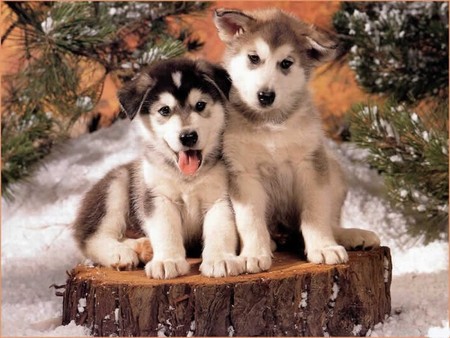 dogs - snov, winter, dogs, animals