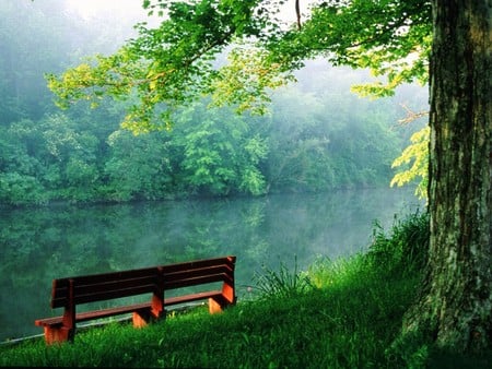 forest - lake, forests, trees, nature