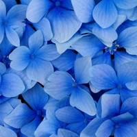 blue flowers