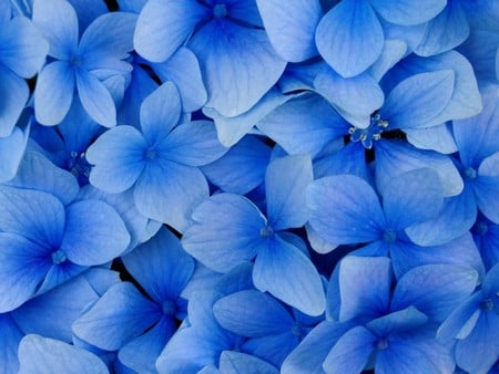 blue flowers - nature, flowers, blue