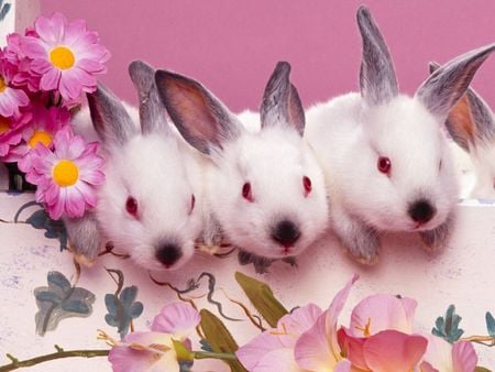 Rabbits1 - rabbits, flowers