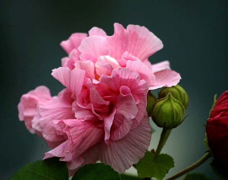 Confederate Rose - rose, flower, confederate, pink