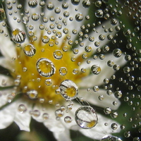 flower reflection
